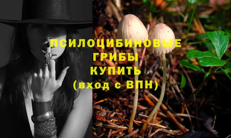 магазин    Ялуторовск  Псилоцибиновые грибы Psilocybe 